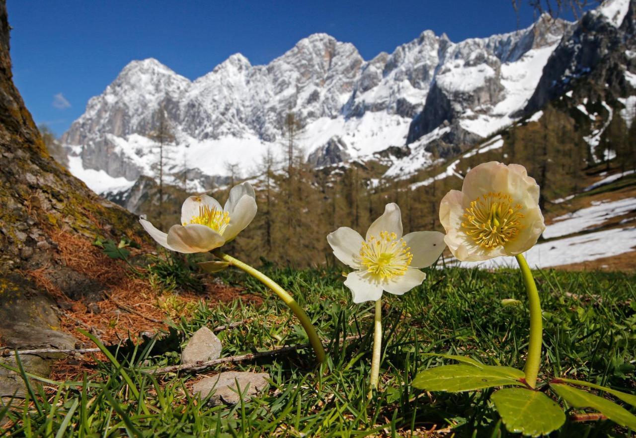 Appartementhaus Finis Ramsau am Dachstein Exteriör bild